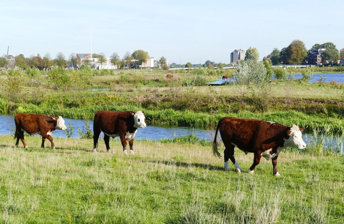 Drie bruin-witte koeien lopen door een grasveld naast een smal kanaal, met gebouwen op de achtergrond.