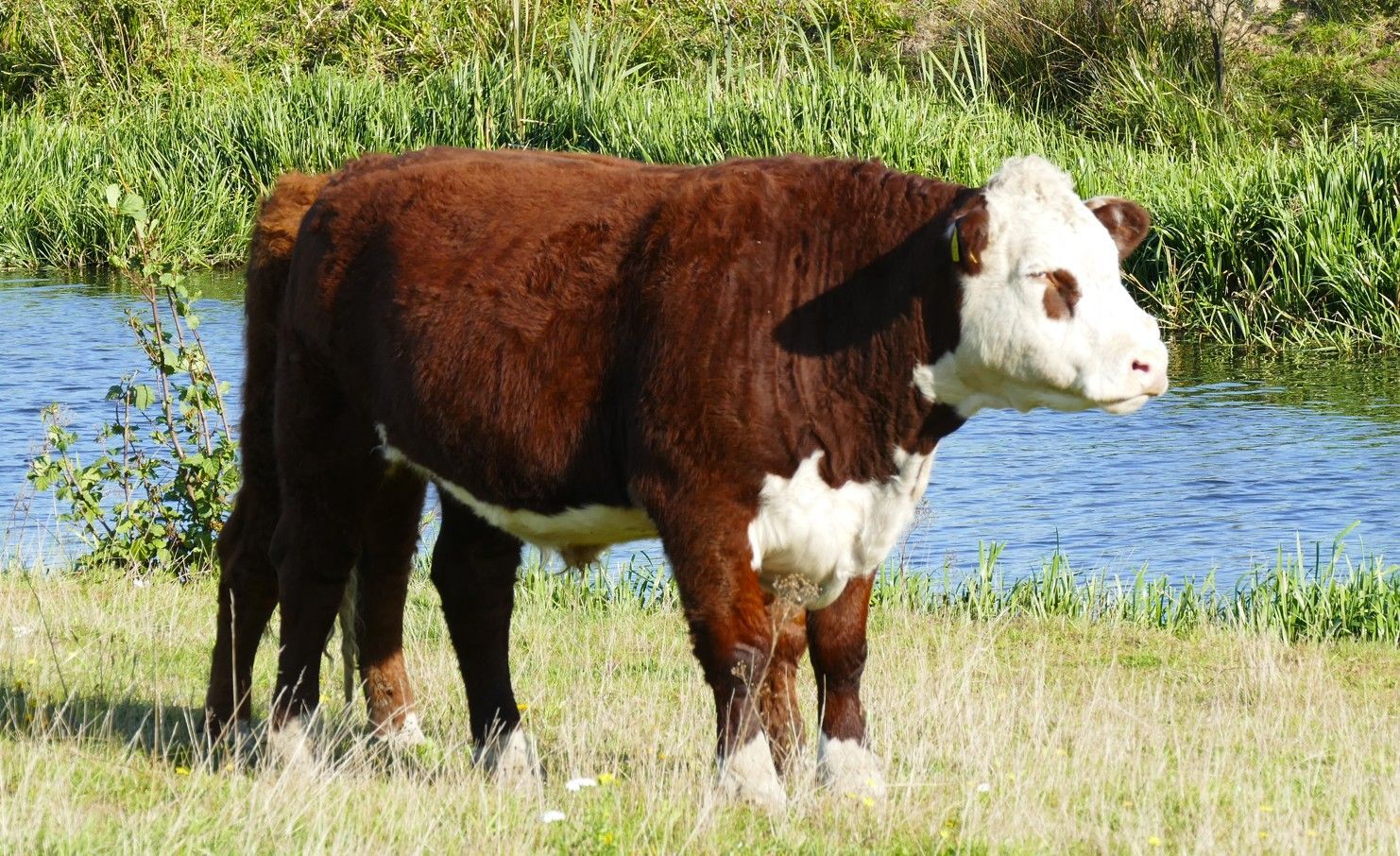 Een Hereford-koe met een donker roodbruin lichaam en een wit gezicht staat in een grasveld langs een rivier.