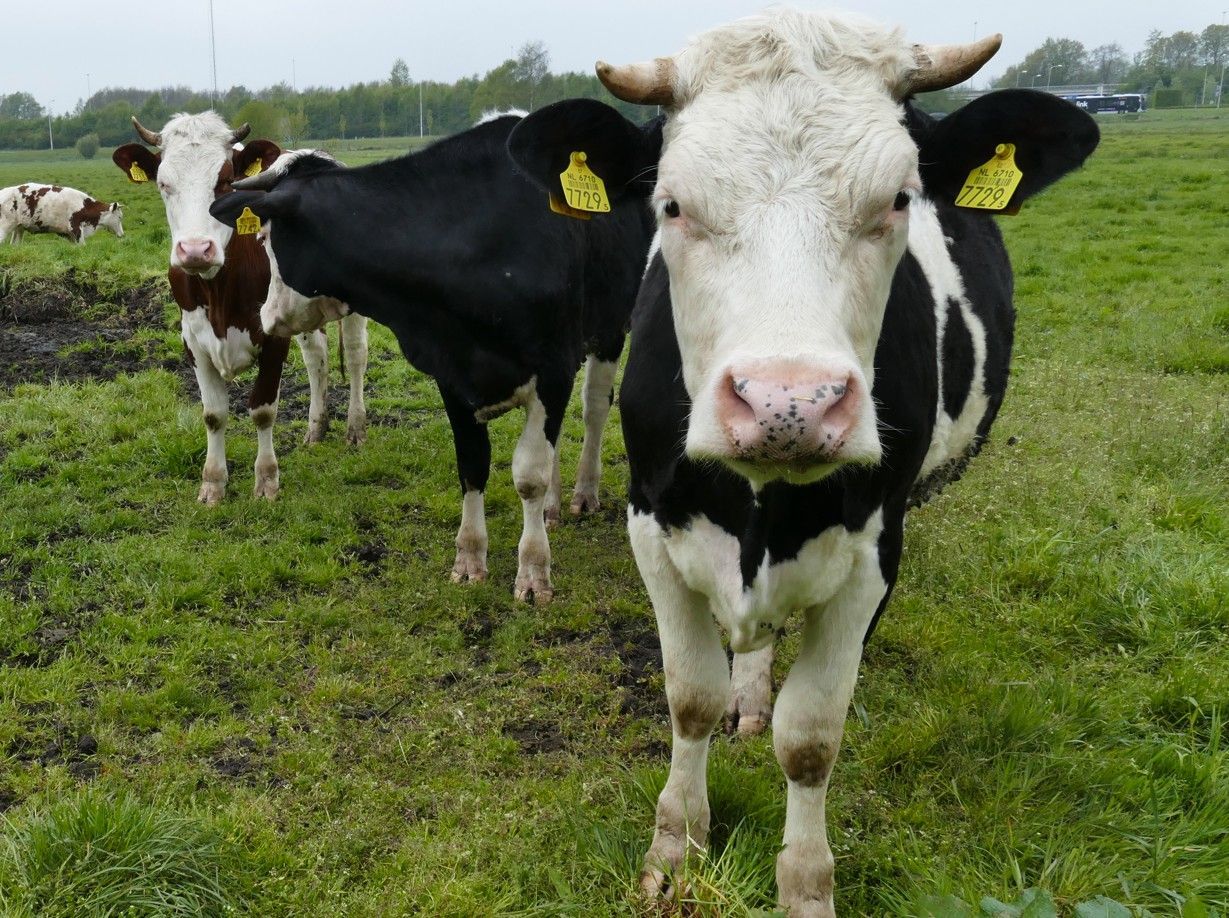 Koeien grazen in een groen veld; twee op de voorgrond zijn zwart-wit en hebben oormerken.
