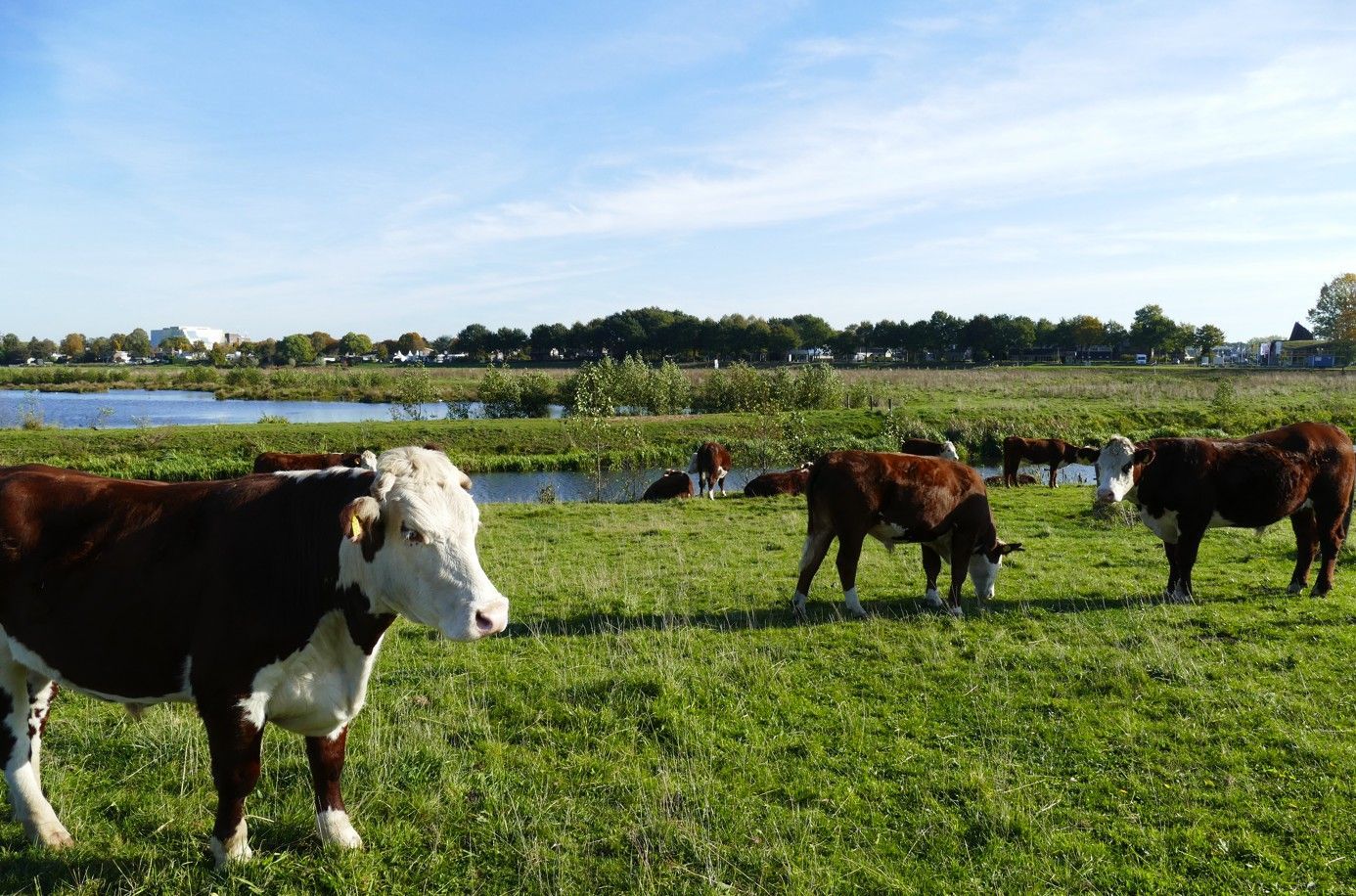 Bruine en witte koeien grazen in een weelderige, groene weide naast een smal kanaal onder een helderblauwe hemel.