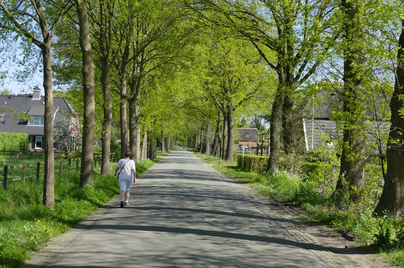 Een persoon loopt over een met bomen omzoomde weg in een landelijke omgeving; huizen zijn zichtbaar.