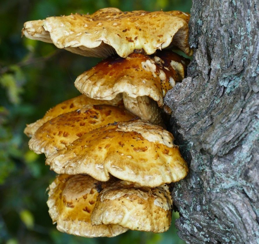 Een groep geschubde, geelbruine bekerzwammen die in overlappende lagen groeien aan de zijkant van een  boomstam.