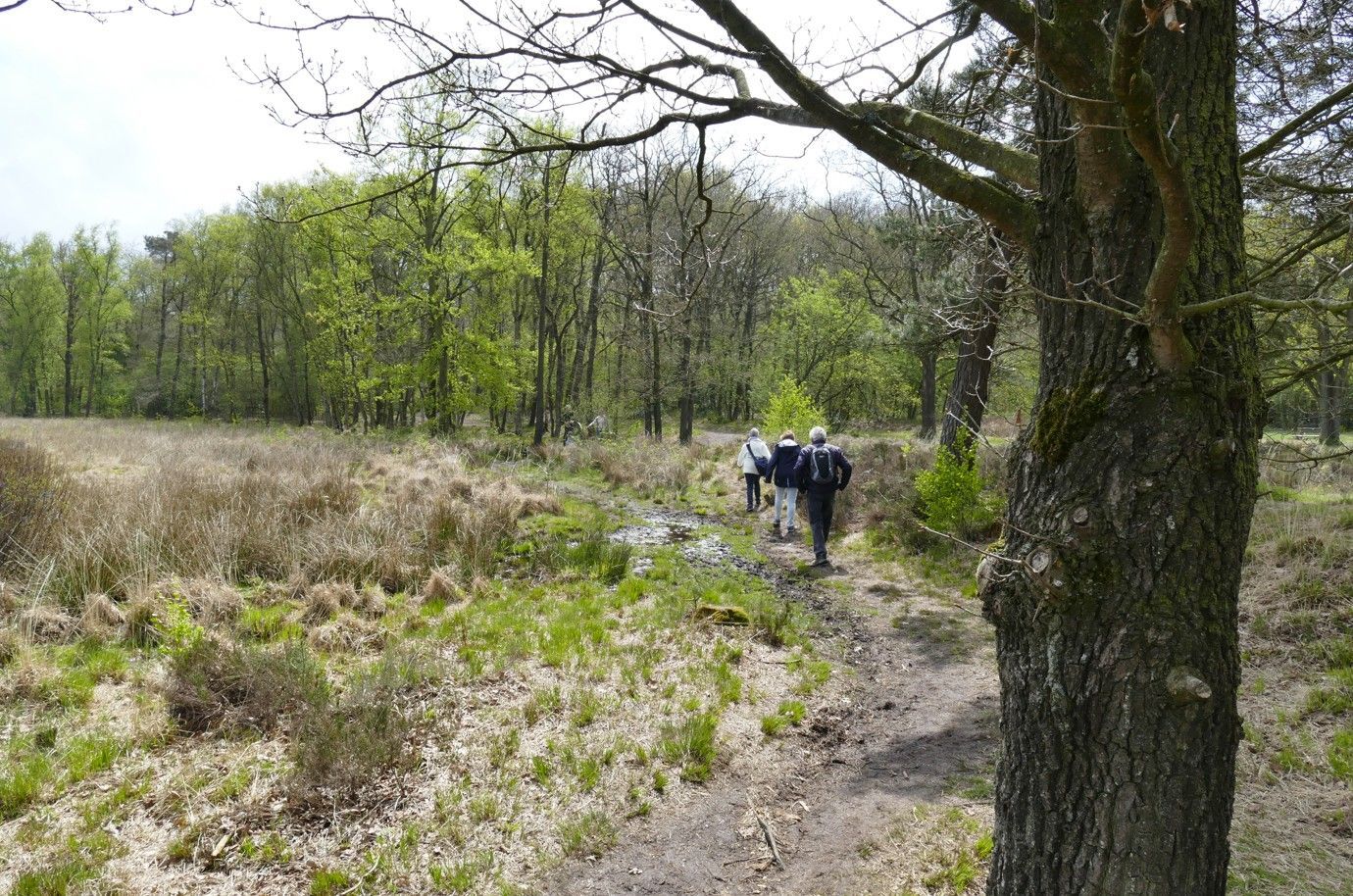 Mensen lopen op een zonnige dag over een pad door een grasveld richting een bos.
