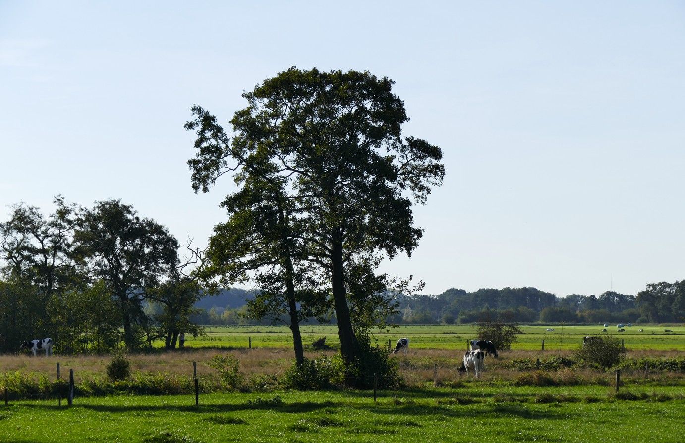 Een grote boom staat in een zonnige, groene weide waar vee graast tegen de achtergrond van bomen.