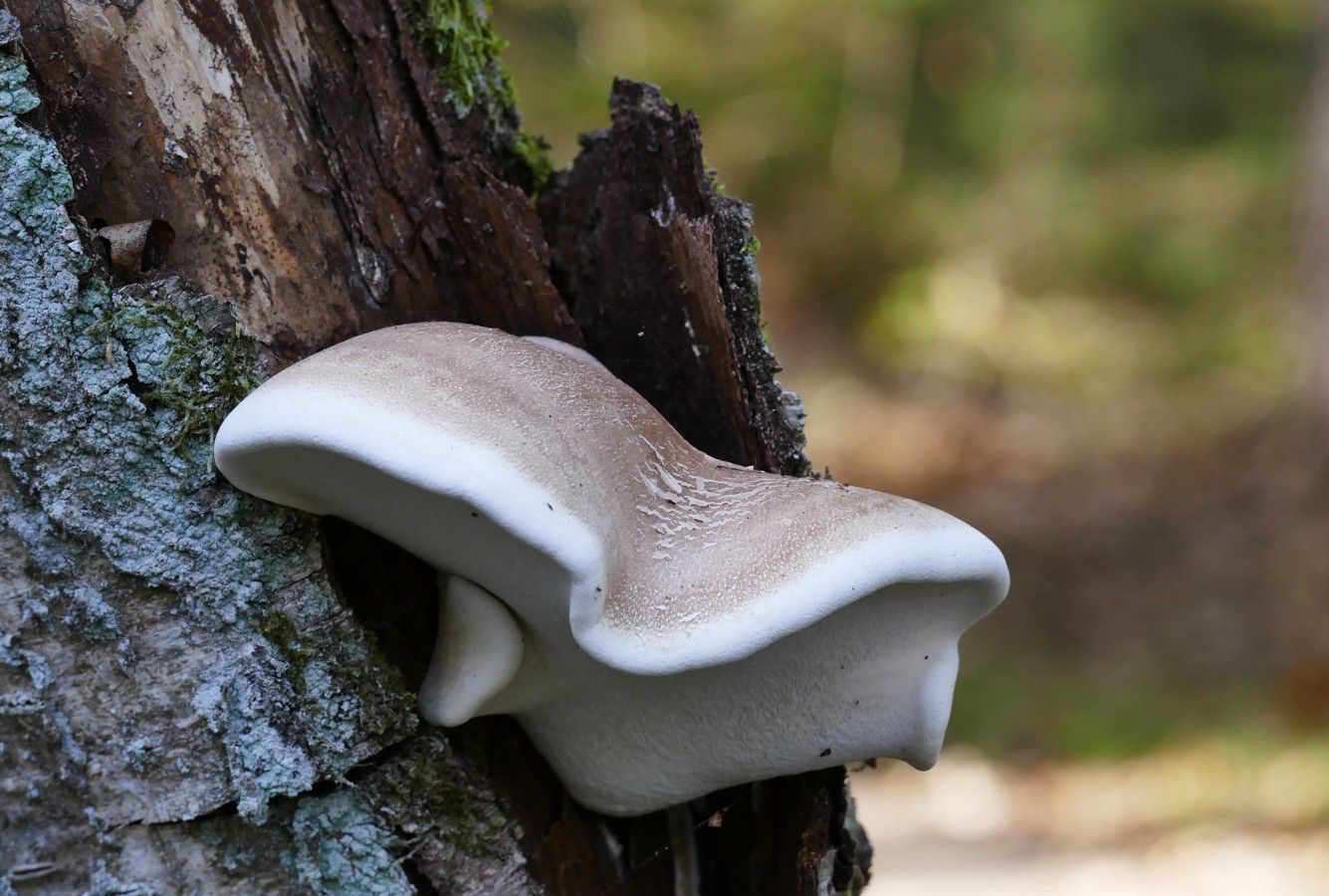 Een grijsbruine bekerzwam met een helderwitte, afgeronde rand, die groeit aan de zijkant van een boomstam.