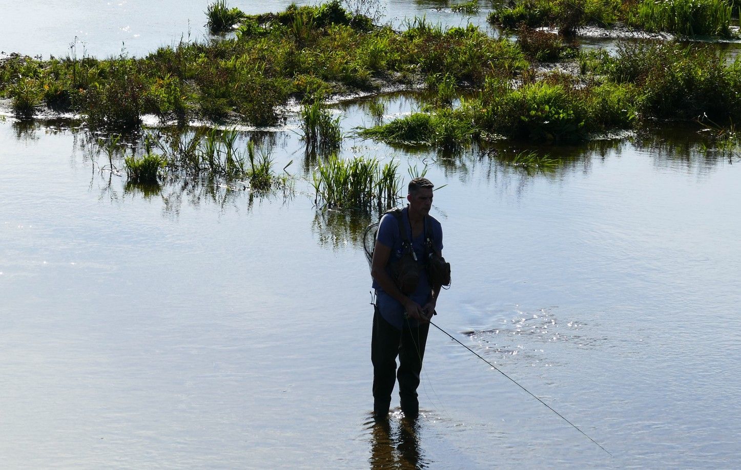 Een persoon staat in een ondiepe, moerassige rivier, houdt een vishengel vast en kijkt naar het water.