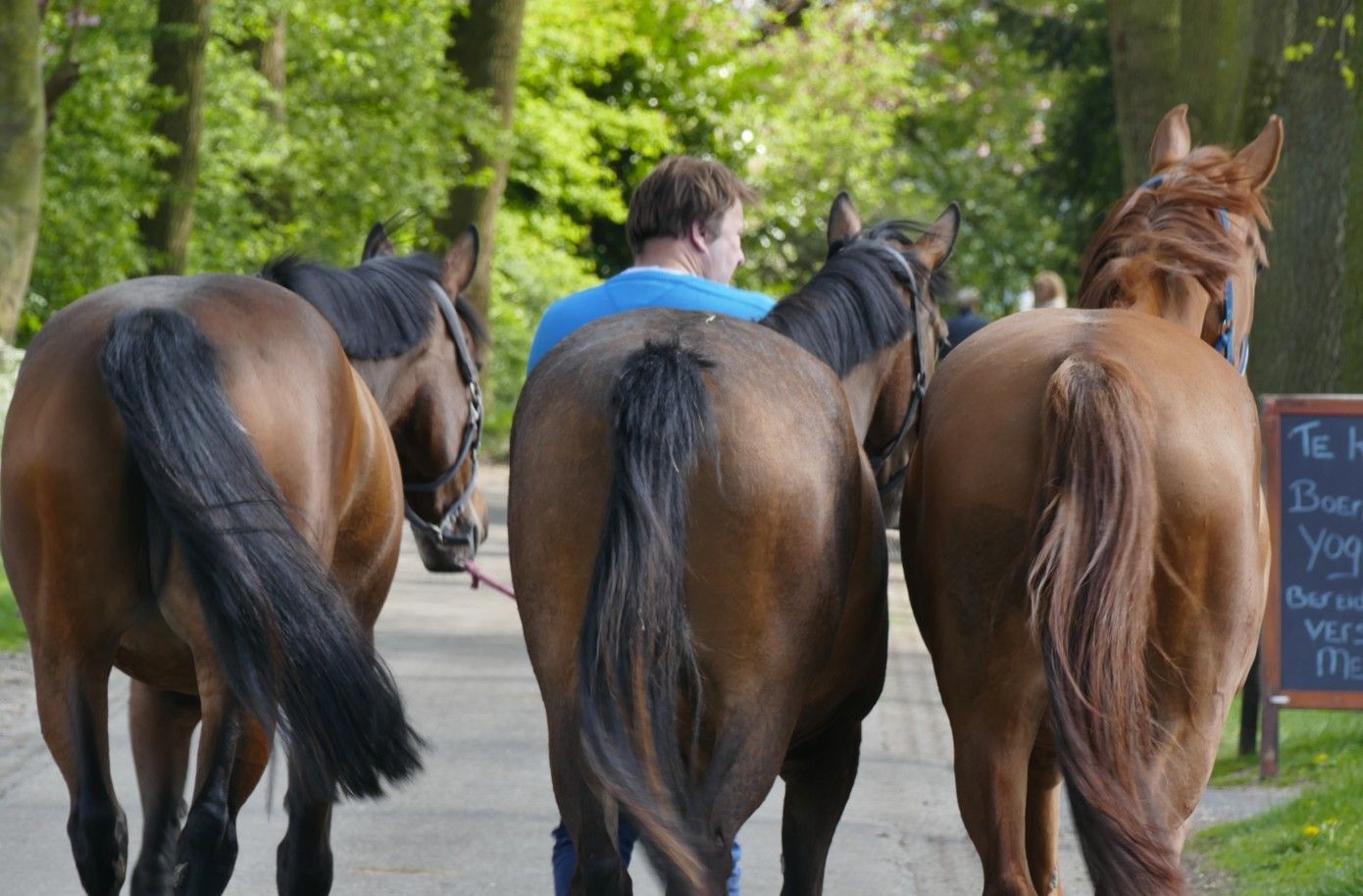 Een man loopt met drie bruine paarden over een geplaveid pad, omringd door bomen.