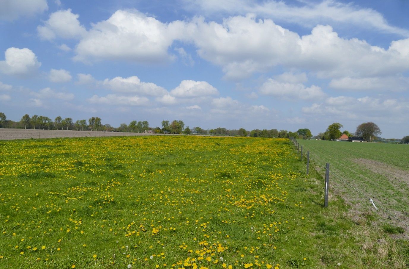 Gele wilde bloemen in een groen veld onder een blauwe hemel met pluizige witte wolken, vlakbij een hek en bomen.