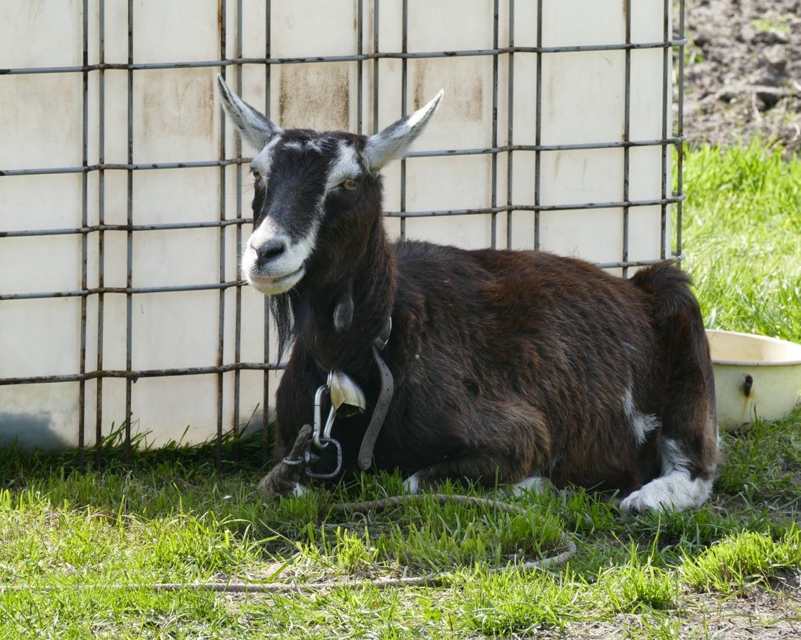 Een bruine geit rust in het gras, vlakbij een witte bak. Het dier heeft witte vlekken en draagt ​​een halsband.