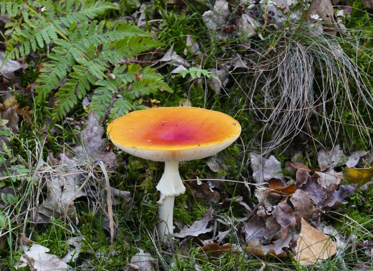 Een oranje en rode paddenstoel met een bleke steel en ring, groeiend in een bos tussen varens, mos en gevallen bladeren.