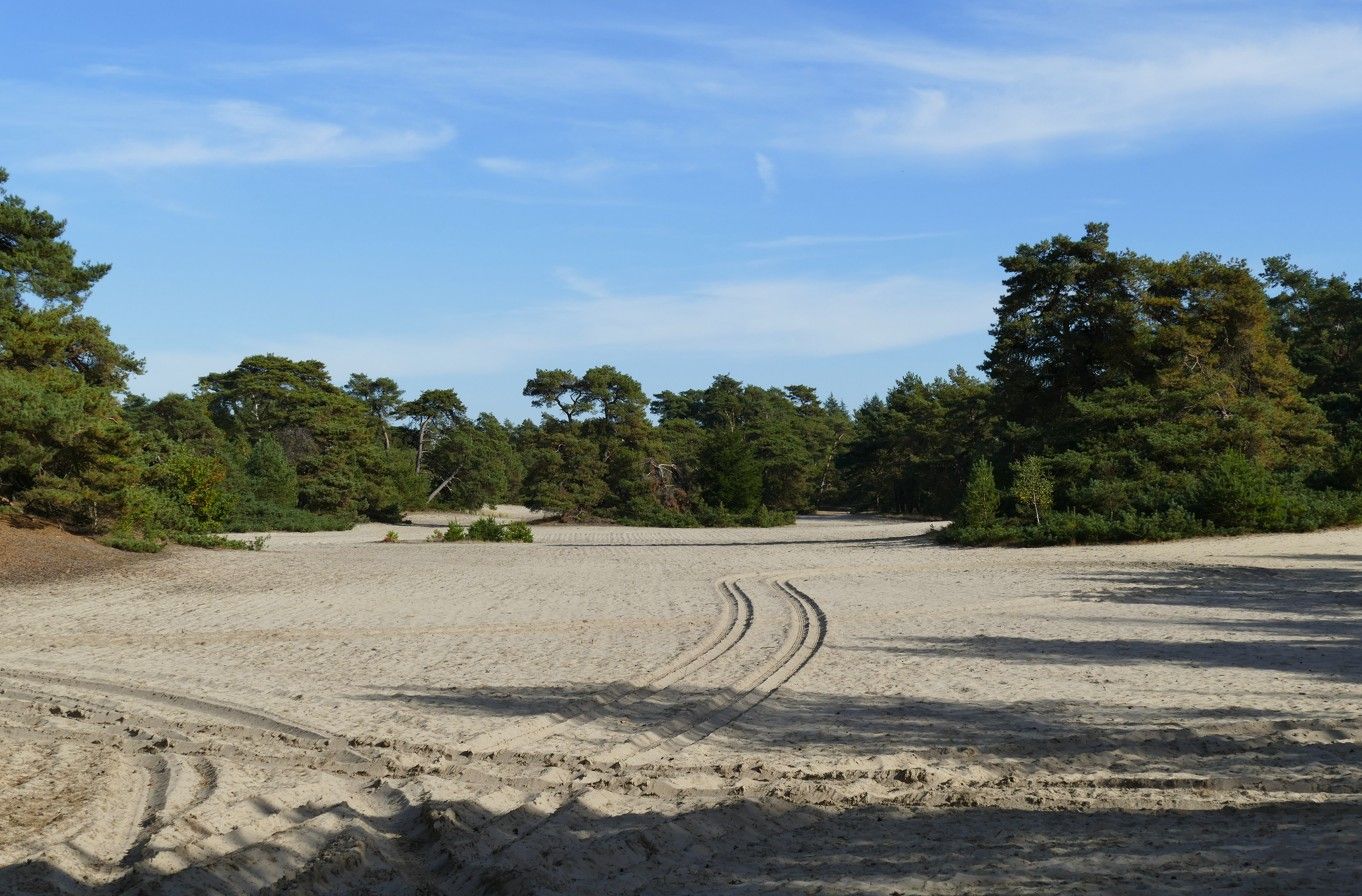 Een zanderige open plek, omgeven door bomen en struiken onder een blauwe hemel, met zichtbare bandensporen op de grond.