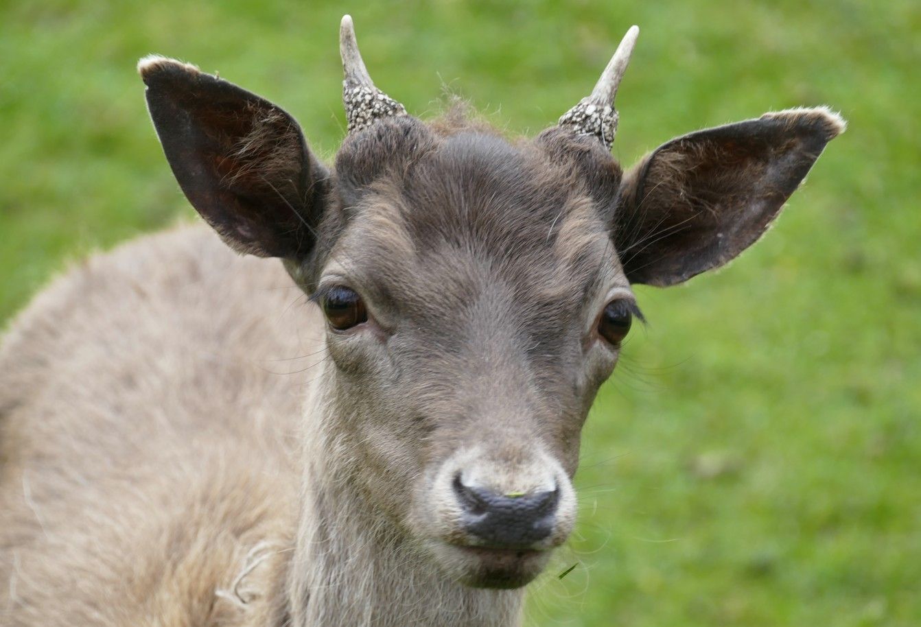 Hert met klein gewei, van dichtbij, kijkt naar de camera, tegen een groene achtergrond.