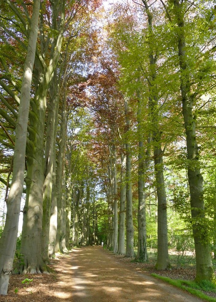 Een pad omzoomd door hoge bomen, sommige met groene bladeren, andere met roodbruine, onder een heldere hemel.