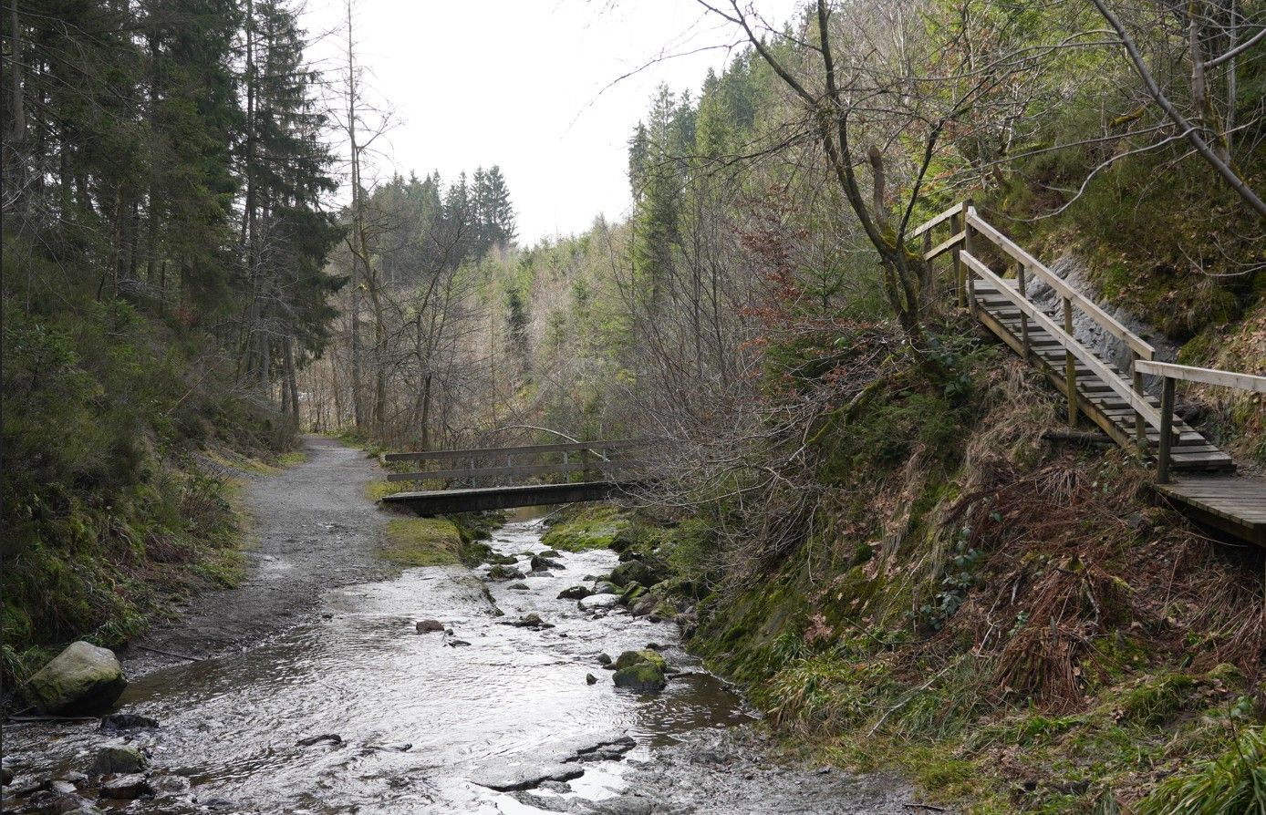 Een bospad met een beekje, een houten brug en een houten trap die naar een grasheuvel leidt.
