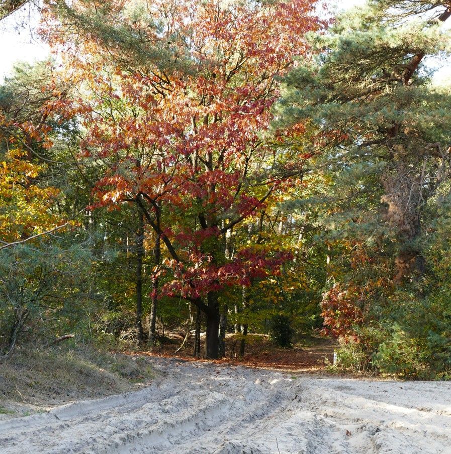 Een zanderig pad leidt naar een bos met bomen in herfstkleuren zoals rood, oranje en groen.