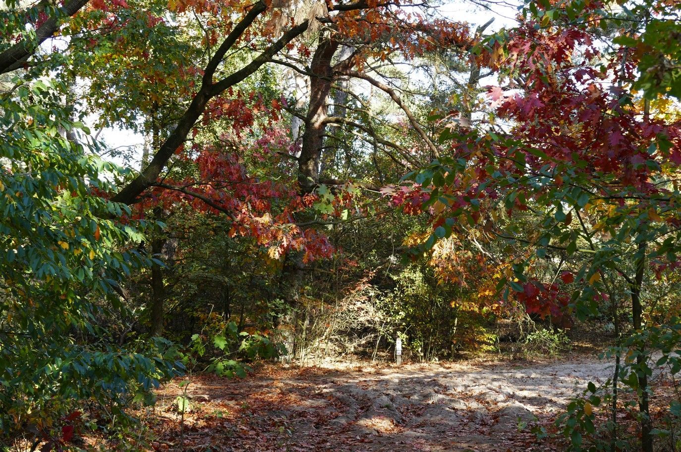 Een bospad in de herfst met levendig rood en groen gebladerte boven je hoofd en gevallen bladeren die de grond bedekken.