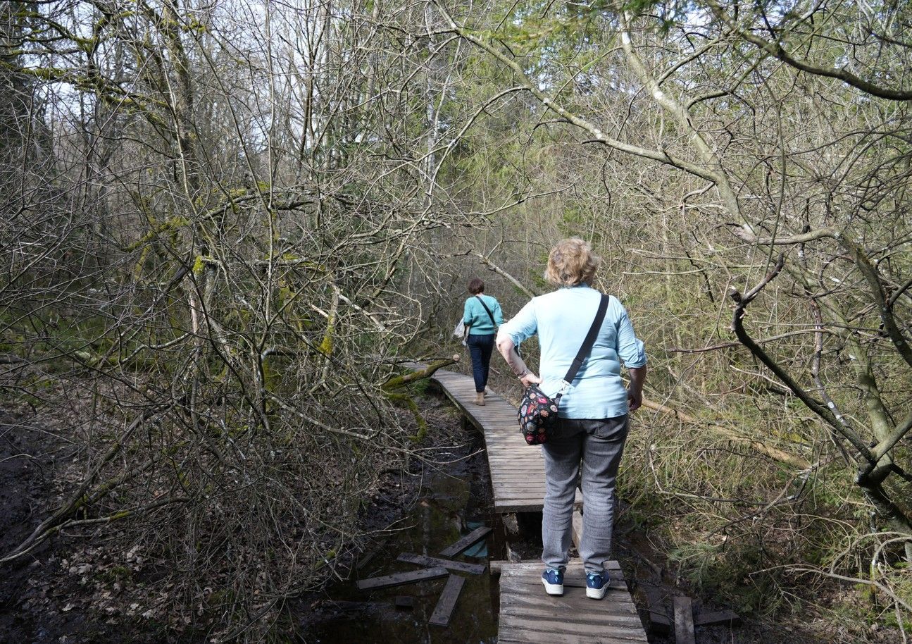 Twee mensen lopen over een houten vlonderpad door een dicht, bladloos bos.