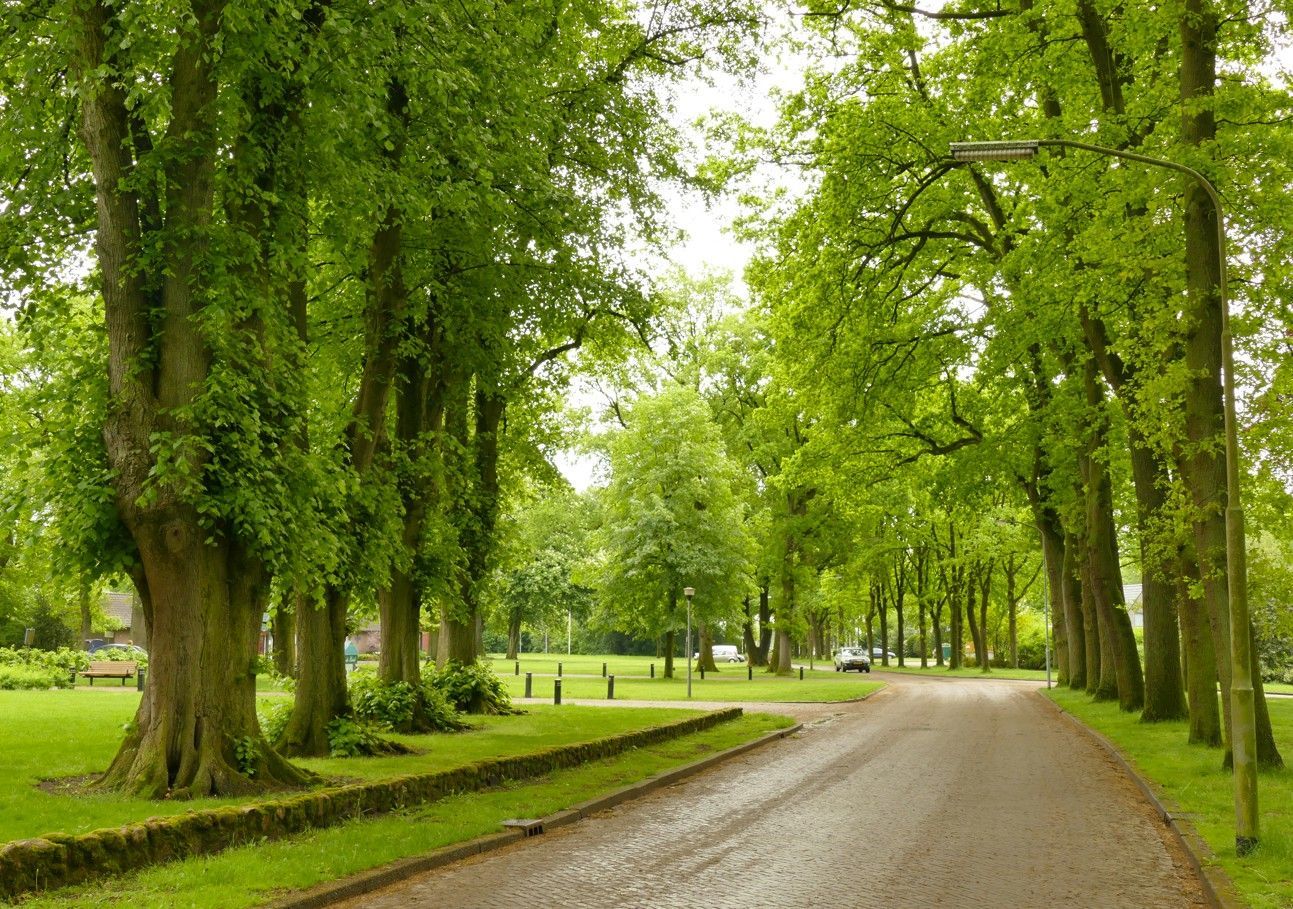 Een met bomen omzoomde weg kronkelt door een park met weelderig groen.