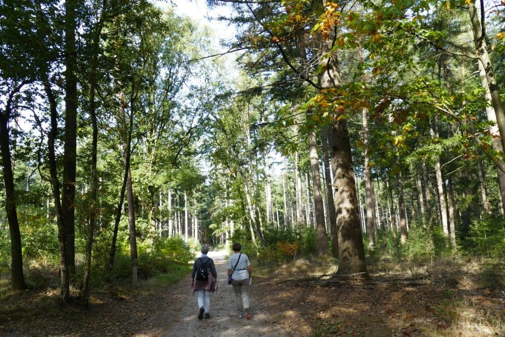 Twee mensen lopen weg over een zandpad door een zonovergoten bos met groene en gele herfstbomen.