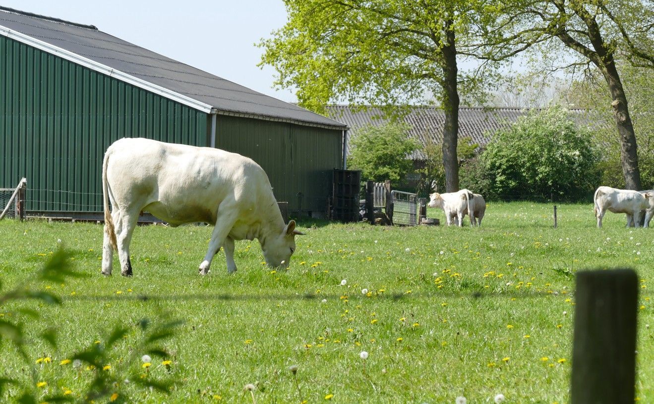 Een witte koe graast in een groene wei; op de achtergrond zijn een schuur en andere koeien te zien.