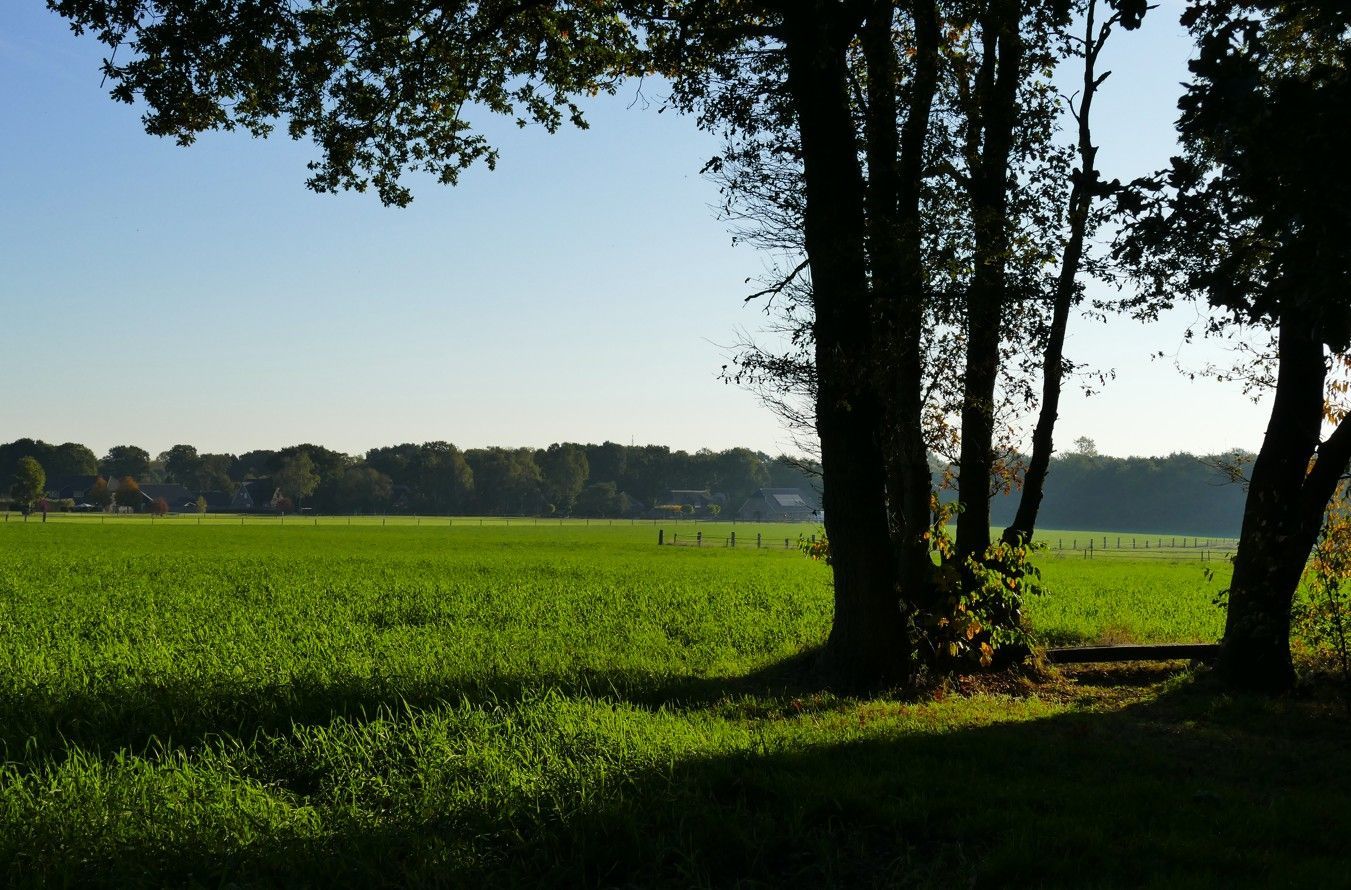 Een levendig groen veld onder een helderblauwe hemel, omlijst door de donkere, schaduwrijke silhouetten van bomen.