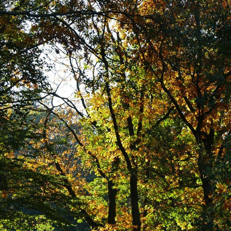 Het zonlicht filtert door de dichte bosbomen, waarvan de bladeren tinten groen, herfstgeel en oranje vertonen.