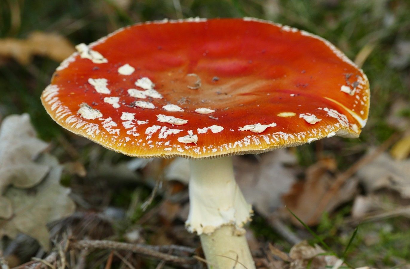 Een Amanita muscaria-paddenstoel met een felrode hoed bezaaid met witte wratten, groeiend op de bosbodem.