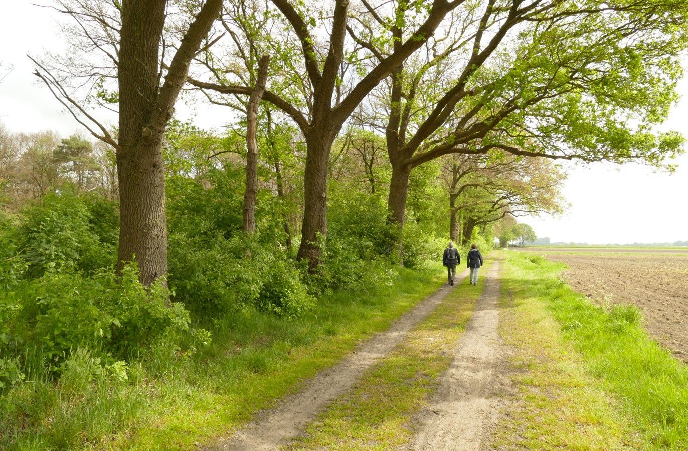 Een onverhard pad met twee mensen die onder bomen lopen, naast een veld.