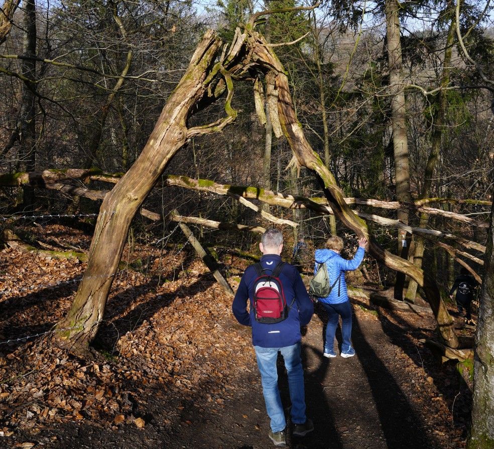 Twee wandelaars lopen over een bospad onder een grote, afgebroken boomstam die een boog vormt.