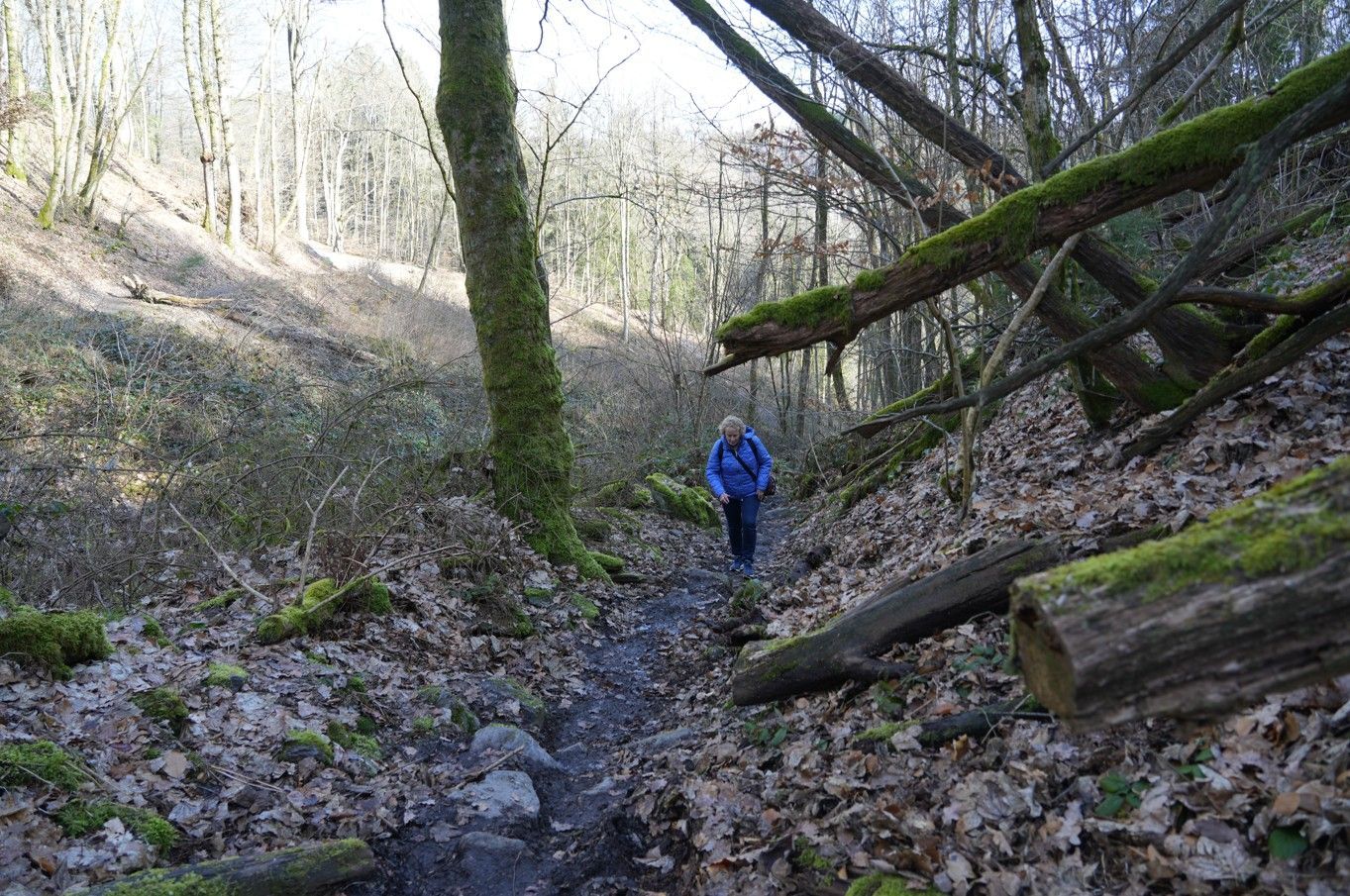 Een persoon in een blauwe jas loopt over een smal, met bladeren bedekt wandelpad door een zonovergoten, mosrijk bos.