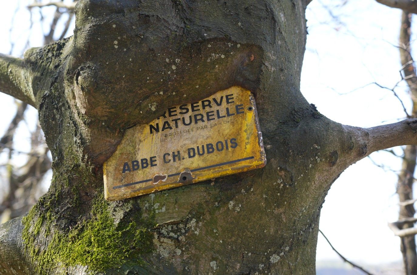 Een geel, rechthoekig bord, ingebed in een boomstam, met de tekst