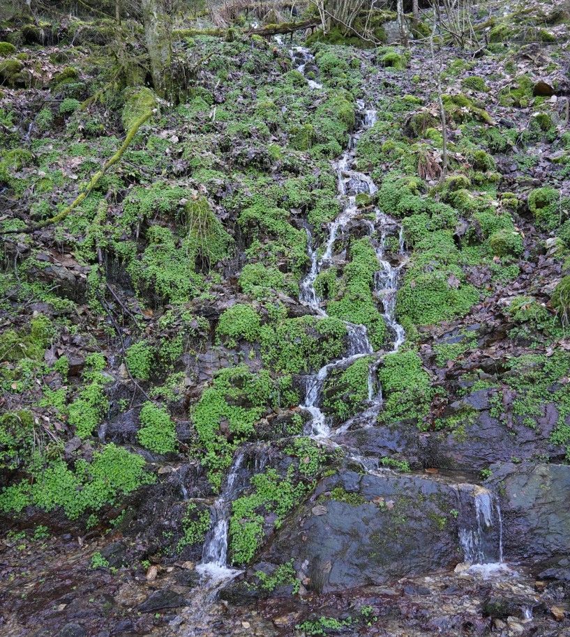 Een klein, smal stroompje water sijpelt langs een steile, rotsachtige helling naar beneden, bedekt met weelderig groen mos en laaghangende vegetatie.