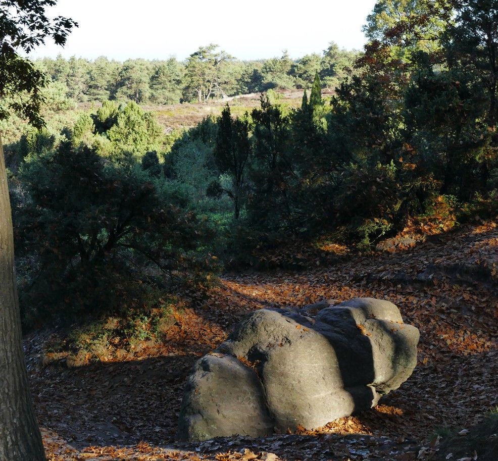 Een grote, ronde, grijze kei ligt op de bosbodem, bedekt met bruine, gevallen bladeren, in het heldere, warme zonlicht.