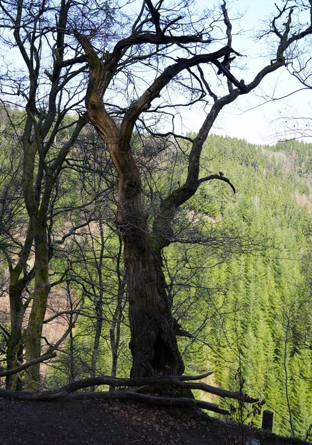Op een beboste heuvelrug staat een knoestige, bladloze boom met een holle stam, die uitkijkt over een dichte, altijdgroene vallei.