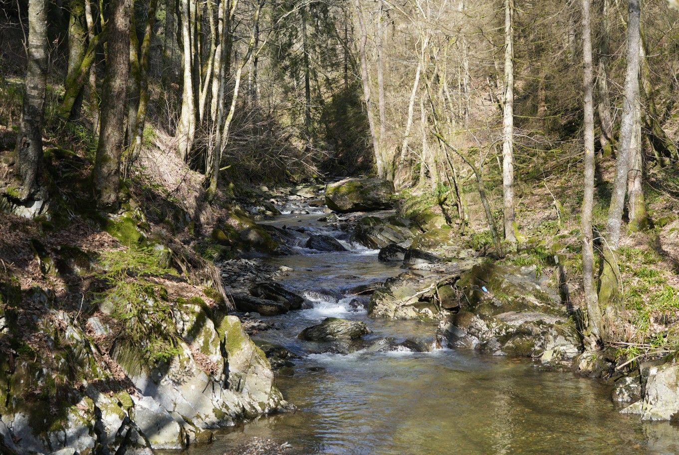 Op een zonnige dag stroomt een klein, helder beekje over rotsen en door een bos met hoge, kale bomen.