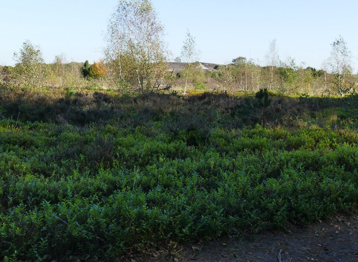 Een laaggelegen veld met groene struiken en donkere, dichte begroeiing onder een helderblauwe hemel.