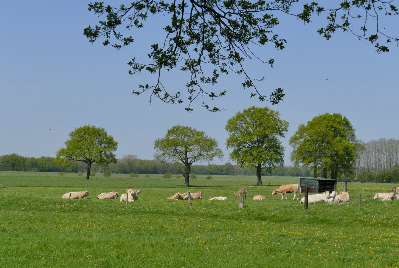 Koeien rusten in een groene weide onder een helderblauwe hemel, omringd door bomen en takken.
