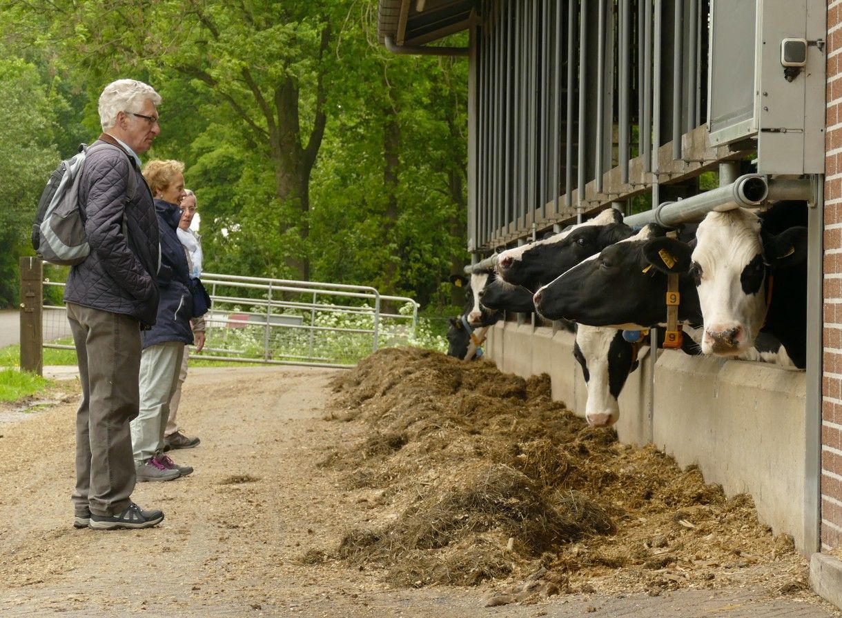 Mensen kijken naar koeien bij een voederbak. Zwart-witte koeien, buiten.