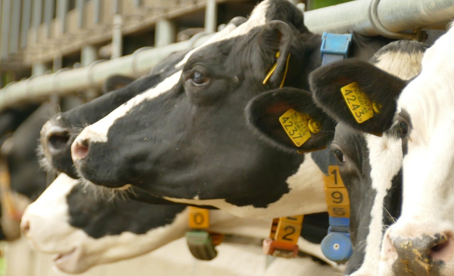 Zwart-witte melkkoeien met oormerken in een stal.