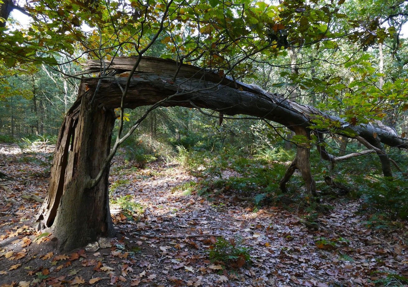 Een knoestige, deels gebroken eik buigt zich over een bospad bedekt met herfstbladeren.