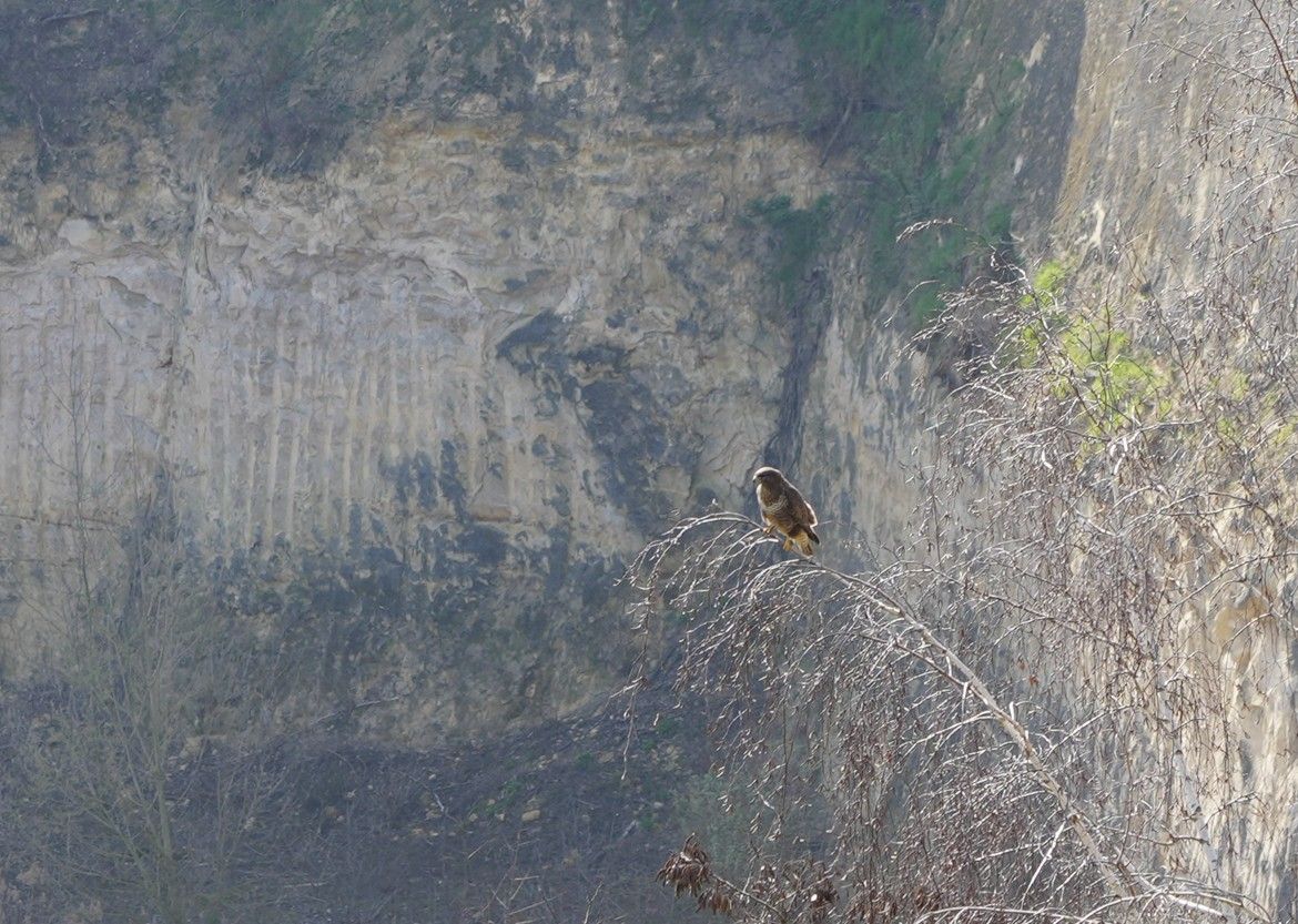 Een bruine roofvogel zat op een dunne, kale tak voor een hoge, lichtgekleurde rotswand.