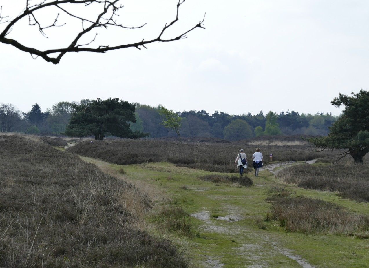 Twee mensen lopen over een pad door een heidegebied met bomen onder een bewolkte hemel.