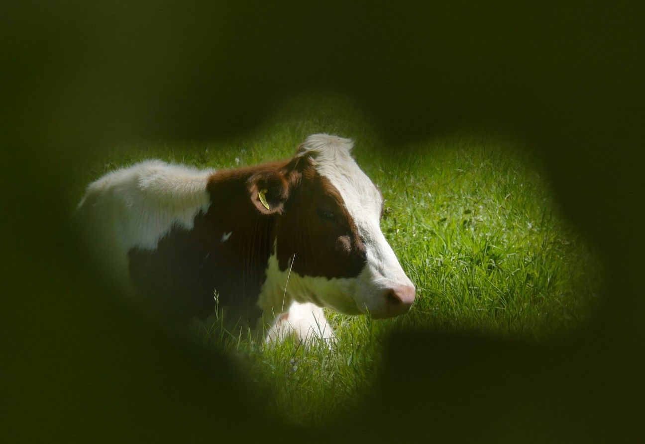Een koe met witte en bruine vlekken ligt in het groene gras.