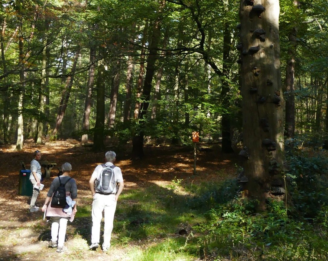 Mensen met rugzakken lopen over een pad een zonovergoten bos in.