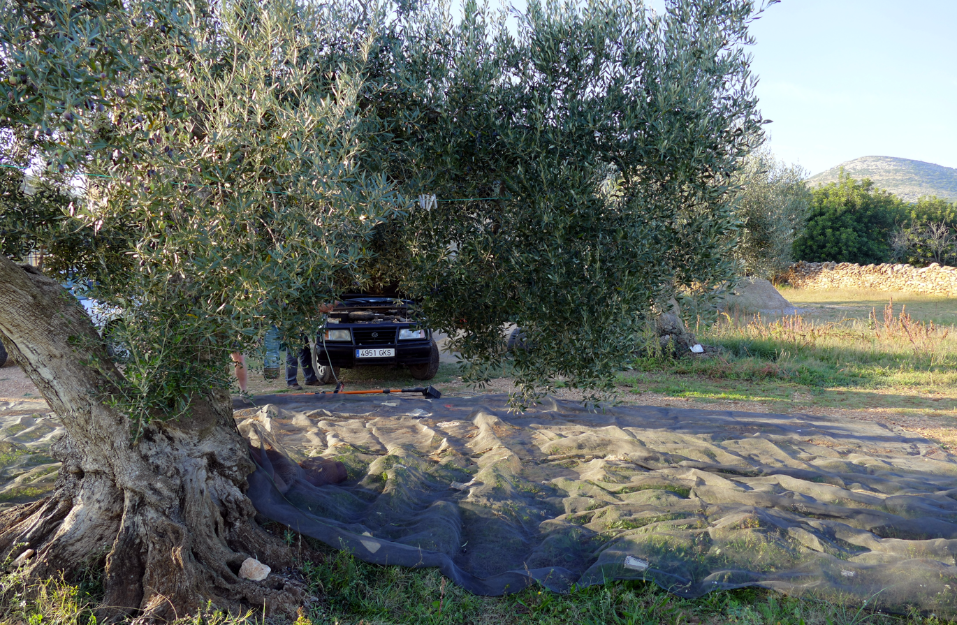 Een olijfboom met zwarte netten eronder. Onder de boom staat een auto geparkeerd, aan de rand van een veld.