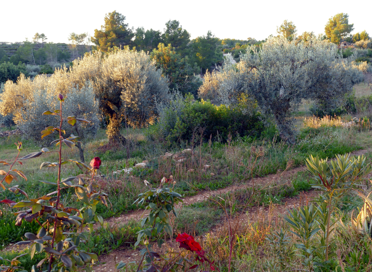 Olijfbomen in een veld, verlicht door de zon. Rijen planten en rode rozen op de voorgrond.
