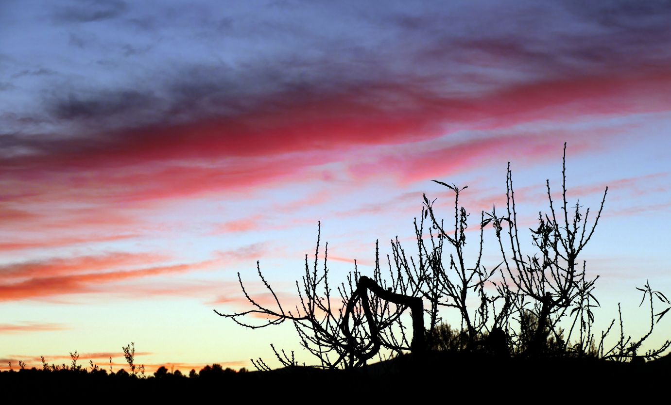 Silhouet van kale takken tegen een levendige zonsondergang in roze, oranje en blauwe tinten.
