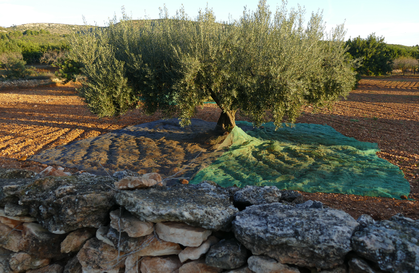 Een olijfboom in een veld, met een groen net eronder gespannen. Op de voorgrond is een stenen muur te zien.
