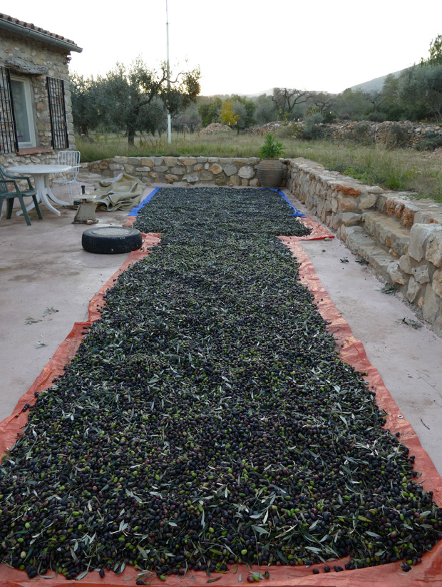 Zwarte olijven liggen uitgespreid op een groot oranje zeil op een terras, vlakbij een stenen gebouw.