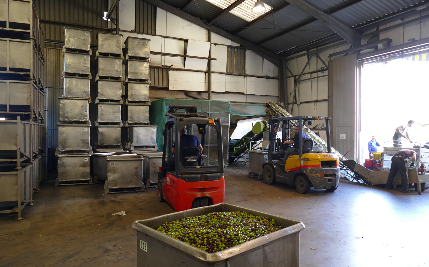 In een magazijn verplaatsen twee heftrucks containers met olijven. Gestapelde metalen bakken.